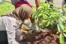 8 Bibit Pokat Ditanam di Alun-Alun Merdeka, Bibit yang Kiriman Saat Wali Kota Ulang Tahun