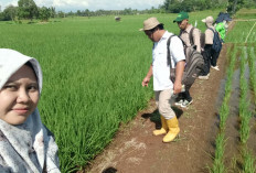 Petani Diminta Lakukan Pengendalian Hama Dengan Tepat Agar Serangan OPT Tak Meluas