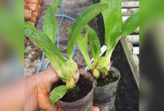 Keindahan Anggrek Grammatophyllum, Antara Hobi dan Peluang Bisnis