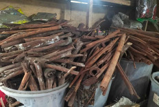 Harga Kayu Manis Rp 100 Ribu Per Kilogram