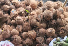 Harga Kelapa di Pasar Inpres Lubuk Linggau Stabil, Pembeli Cenderung Pilih Kelapa Tua