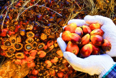 Harga Sawit di Sumsel Naik Dekat Lebaran 2025 Rp7,33 Kg, Umur 5 tahun 3.287