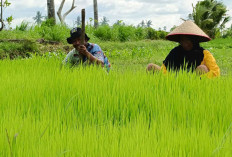  Petani Desa C Nawangsasi, Berharap Dapatkan Hasil Panen yang Bagus 