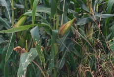 Petani Jagung di Musi Rawas Keluhkan Serangan Hama Ulat dan Tikus 