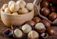 4 Manfaat Kacang Hazelnut, Salah Satunya Ampuh Mengurangi Risiko Penyakit Kanker