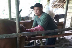 DTPHP Musi Rawas Siapkan 5 Ribu Dosis Semen Beku untuk Program Inseminasi Buatan