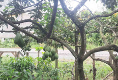 Musi Rawas Cocok Pengembangan Buah Alpukat, Joni Prasetyo Buktikan Sukses Tanam Bibit Unggul