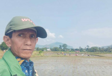 Petani Musi Rawas Dapat Bantuan Benih Padi Varietas Inpago 13 Fortiz dari Kementan, ini Keunggulannya