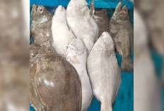 Ikan Sebelah Mulai Diburu, Rasanya Gurih Cocok Berbagai Olahan