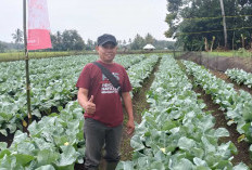 Marianto, Warga Musi Rawas yang Sukses Tanam Kembang kol di Dataran Rendah 