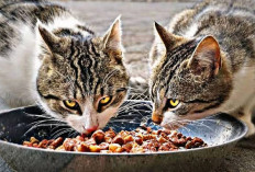 Sering di Anggap Sepele, Ternyata Memberi Makan Kucing Liar Dapat Membuka Pintu Rezeki 