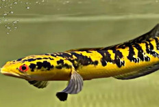  Inilah 9 Jenis Ikan Channa yang Sangat Terkenal akan Keindahannya