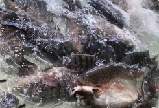 Harga Ikan Nila Stabil Rp35 Ribu/Kg, Ramai Diburu Jelang Akhir Tahun di Pasar Satelit Lubuk Linggau