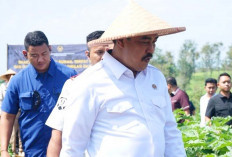 Kelola Lahan 7 Hektare, Program Ketahanan Pangan Lapas Sukabumi Dipuji Menteri Imipas