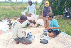 PPL Desa Air Satan Mura, Ajak Petani Selalu Jaga Unsur Tanah