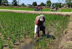 Petani Desa Mataram Lakukan Penyulaman Tanaman Padi Akibat Diserang Hama Keong Mas