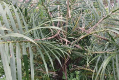 Hama Kumbang Badak Salah Sering Menyerang Tanaman Kelapa Sawit  