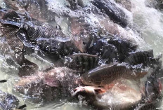 Stok Terbatas, Harga Ikan Nila Merangkak Naik di Pasar Bukit Sulap