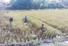 Petani Keluhkan Hasil Panen Menurun, Wali Kota Lubuk Linggau Akui Masih Keterbatasan Alsintan 
