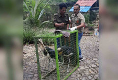 10 Satwa Diselamatkan BKSDA Sumsel di Taman Satwa di Agrowisata Kebun Kito Lubuk Linggau, Ini Alasannya