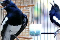 10 Cara Mengatasi Burung Kacer Yang Mengalami Mental Down 