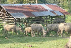 Ini 3 Kecamatan di Muratara yang Paling Banyak Populasi Kerbau