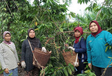 Bibit Kopi Dari Daerah Lain Tidak Cocok Dibudidayakan di Selangit