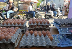 Belanja Telur Berkualitas di Agen Telur Berkah Lubuk Linggau