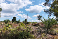 Warga Trikarya Purwodadi Cari Harapan Baru, Alih Profesi jadi Petani Sawit