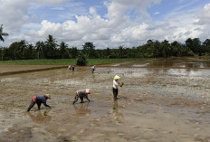 5 Poktan di Desa Satan Indah Jaya Musi Rawas Percepat Masa Tanam