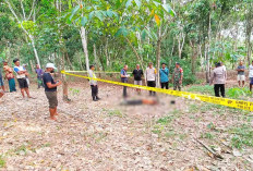 Pencuri Jengkol Hilang Nyawa Dikeroyok, Pemilik Kebun Geram Jengkol Sering Dicuri