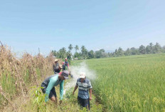 Petani Diminta Siapkan Tenggeran Burung Hantu untuk Usir Hama Tikus di Musi Rawas