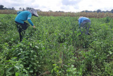 Lumai, Sayuran Kaya Manfaat Tumbuh Subur di Musi Rawas