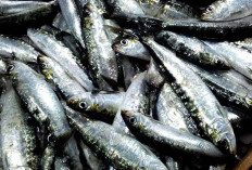 5 Manfaat Ikan Sarden, Salah Satunya Bisa Menjaga Kesehatan Otak Pada Manusia