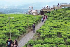 Setelah Difasilitasi Gubernur, Wisata Gunung Dempo Pagaralam Kembali Dibuka