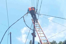 PLN Respons Cepat, Perbaikan Jaringan Listrik di Margorejo Segera Dilaksanakan