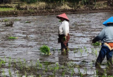 Petani Desa Mataram Antusias Mengikuti Program Serapan Gabah Bulog