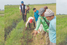 Cegah Serangan OPT Hama Tikus, Ini yang Dilakukan Petani Musi Rawas