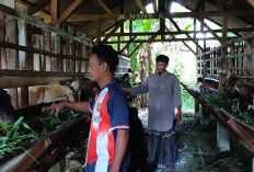 Peternak Kambing Kebanjiran Order Menjelang  Hari Raya Idul Adha