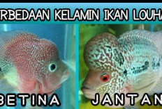 8 Panduan Praktis Cara Membedakan Ikan Louhan Jantan dan Betina