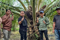 Kabupaten Musi Rawas Ada 8 Komoditas Tanaman Perkebunan 