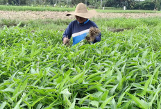 Musim Penghujan Petani di Musi Rawas Pilih Tanam Kangkung, Ini Alasannya