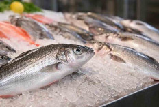 Ini Ciri Ikan Segar yang Aman di Konsumsi