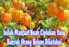 Inilah 6 Manfaat Buah Ciplukan Untuk Menurunkan Gula Darah,Yuks Simak Disini