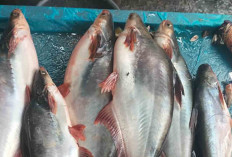Patin dari Jambi jadi Incaran Pembeli, Pedagang di Lubuk Linggau Berani Banderol Harga Murah