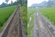 Petani di Desa Sri Guno dan Desa Sumber Karya Mengeluh Tidak Kebagian Air