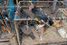 Pilih Ayam Kampung Hidup Atau Bersih, Sesuai Kebutuhan Masak 