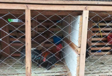 Ayam Jago Bangkok Pasar Inpres Diburu Penggemar dan Kolektor