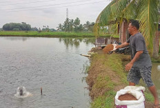 Budidaya Ikan Nila, Sekali Panen Menghasilkan Omzet Rp 200 Juta