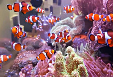  9 Cara Merawat Ikan Badut atau Ikan Nemo Dengan Benar, Yuk Simak Disini 